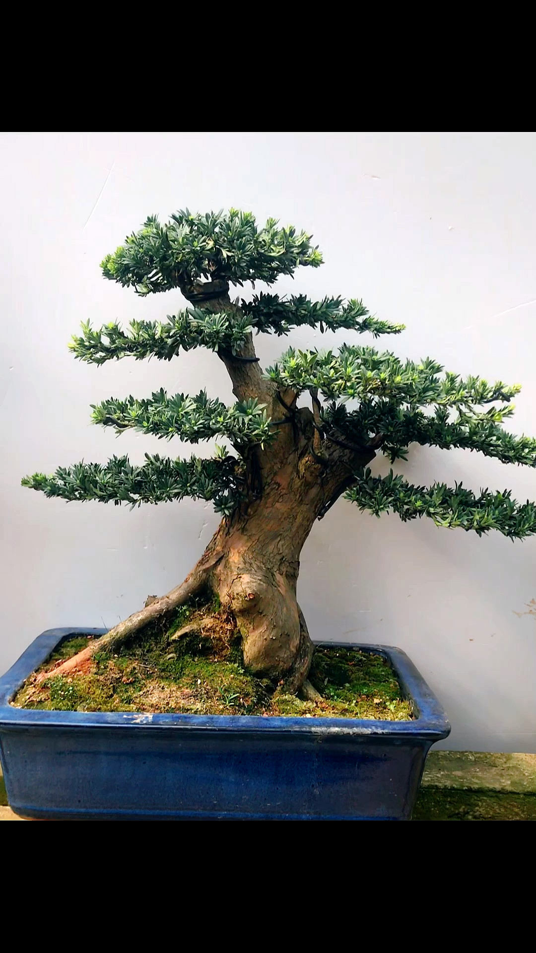 矮霸罗汉松老桩盆景