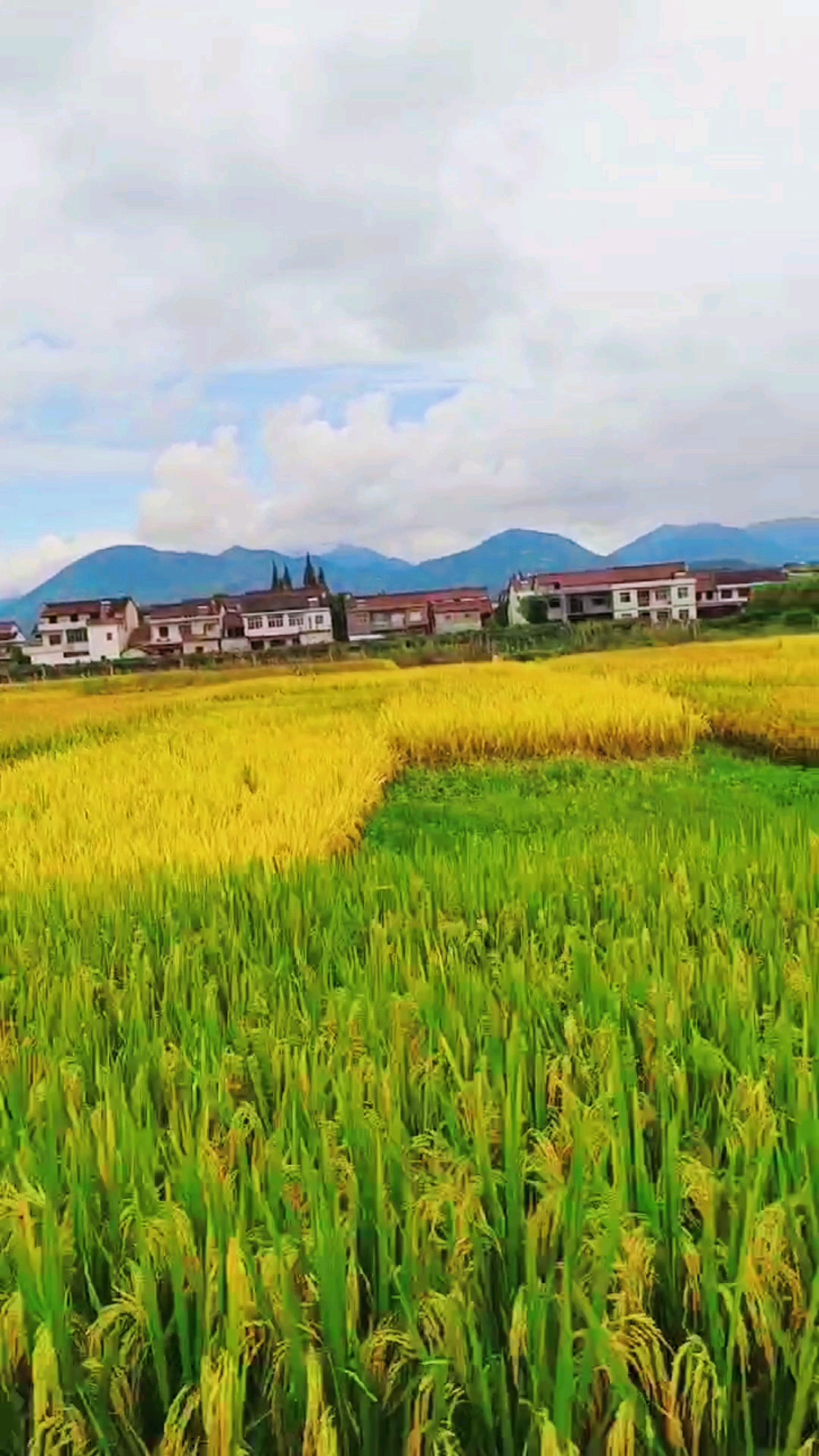 旅游进行时#走近美丽乡村,一路都是风景,金色稻田风光无限好.