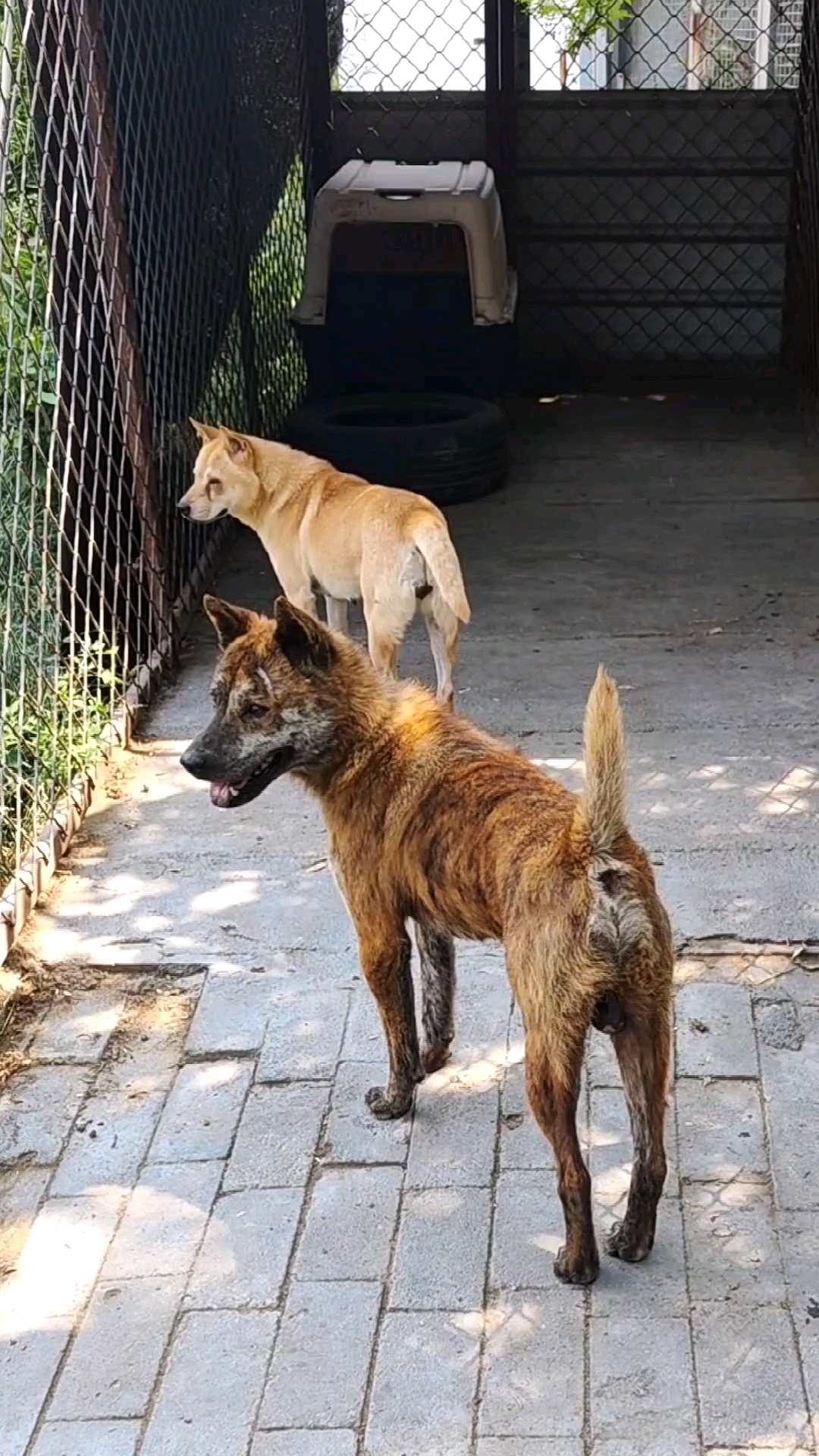 广西土猎犬#哈哈哈!胡八一啊,你也有今天!