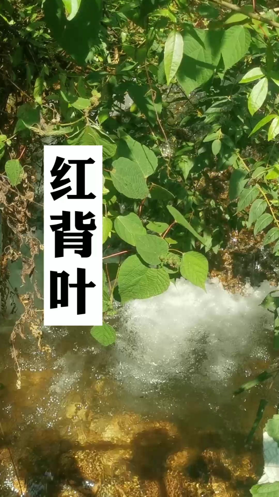 红背叶,全身都是宝