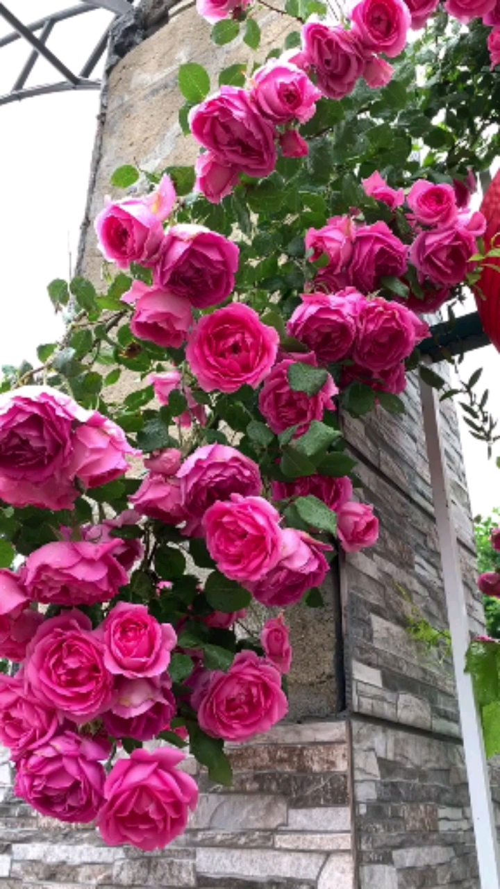 爬藤月季大游行