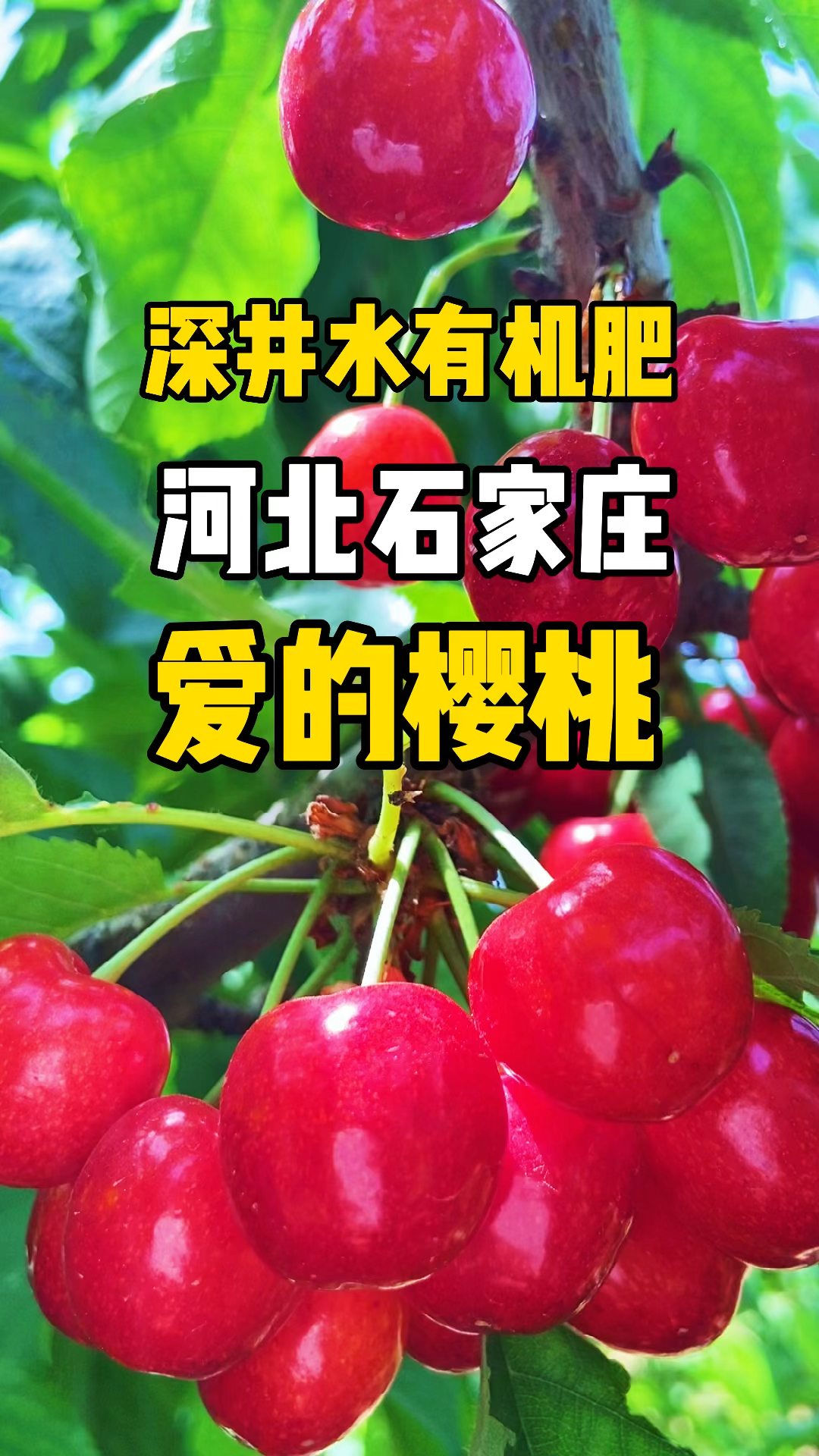 你好,夏天#石家庄这片采摘园真好.直接导航"璞园采摘园-度小视