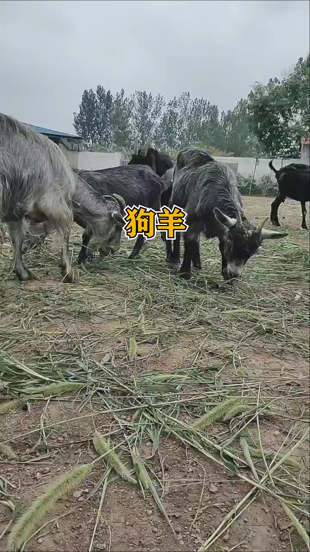 我家萌宠成精了#鲁西南青山羊又叫狗羊,一年两窝,一窝平均能下三到五