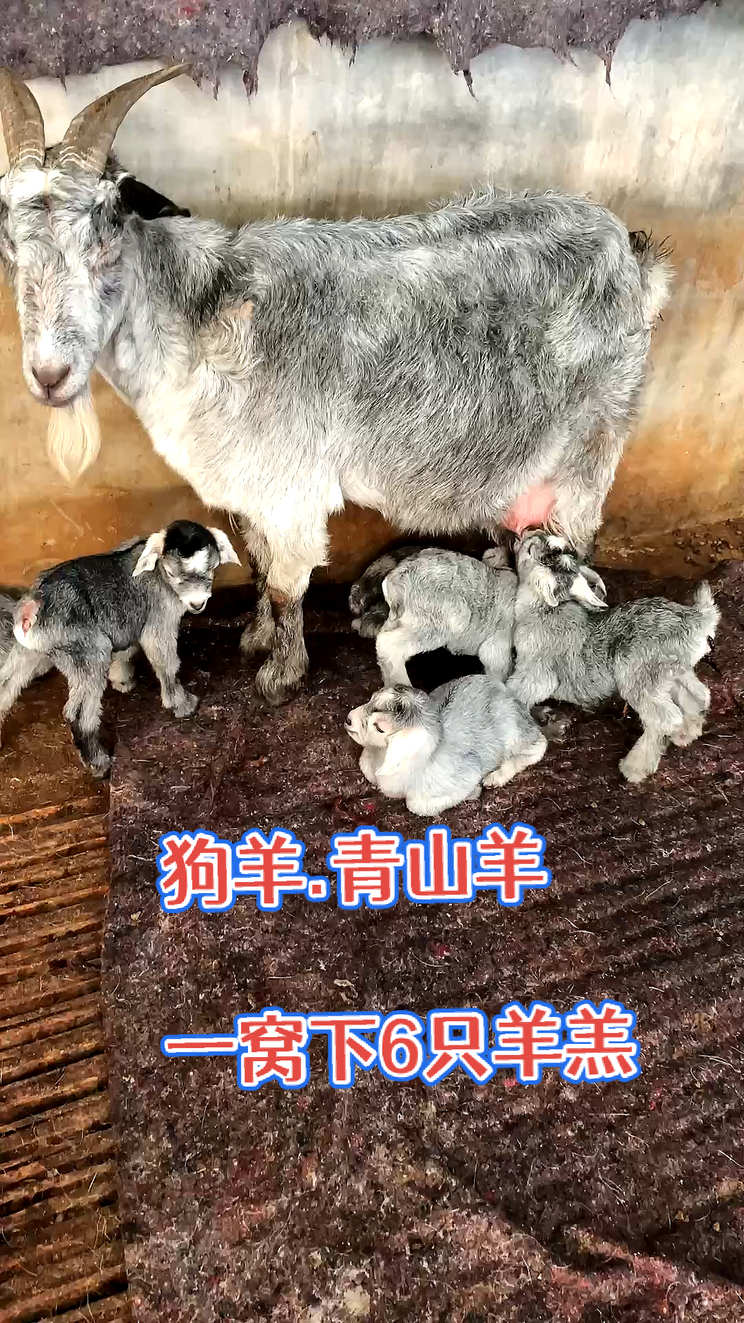 青山羊产羔率图片