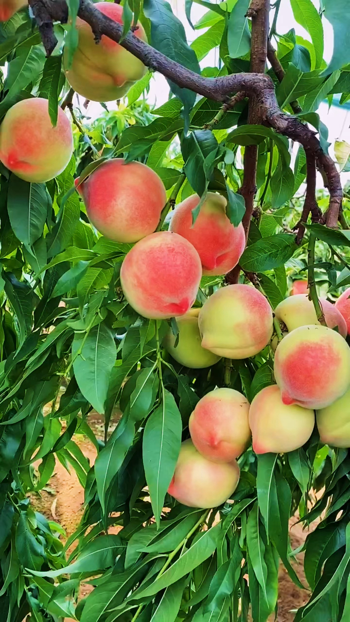 这就是14号大毛桃喜欢种植吗