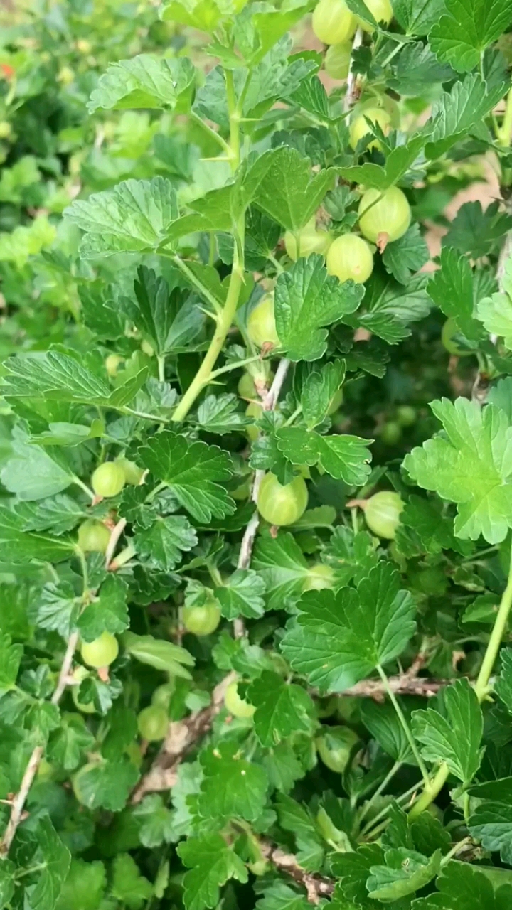 优质农产品#灯笼果酸梅开胃水果酸梅绿樱桃酸子粒.-度小视
