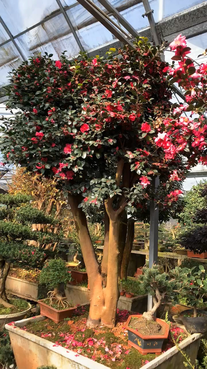 老桩财神茶梅寓意富贵滚滚,四季常青不落叶现在正是花期