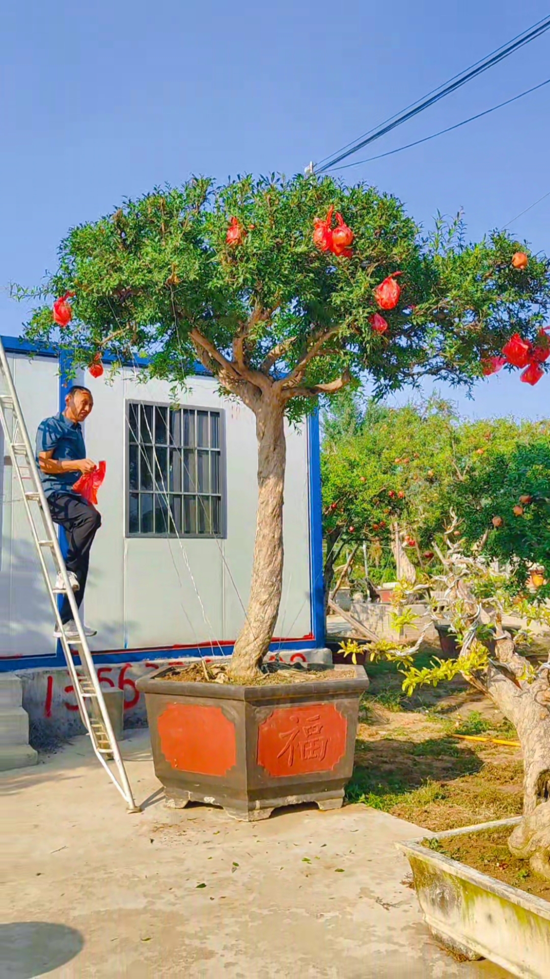 我要上热门#别墅庭院雨伞造型石榴树,包装石榴,发嫁新家,冠幅饱满