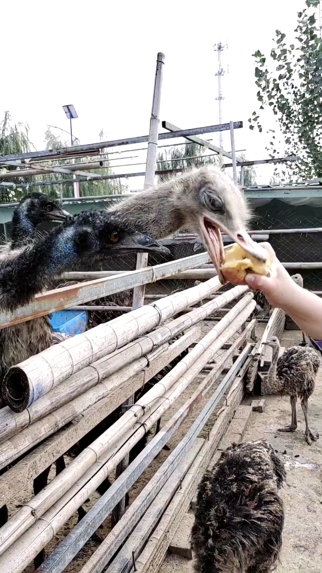 鸵鸟#鸵鸟也爱吃苹果#鸵鸟苗