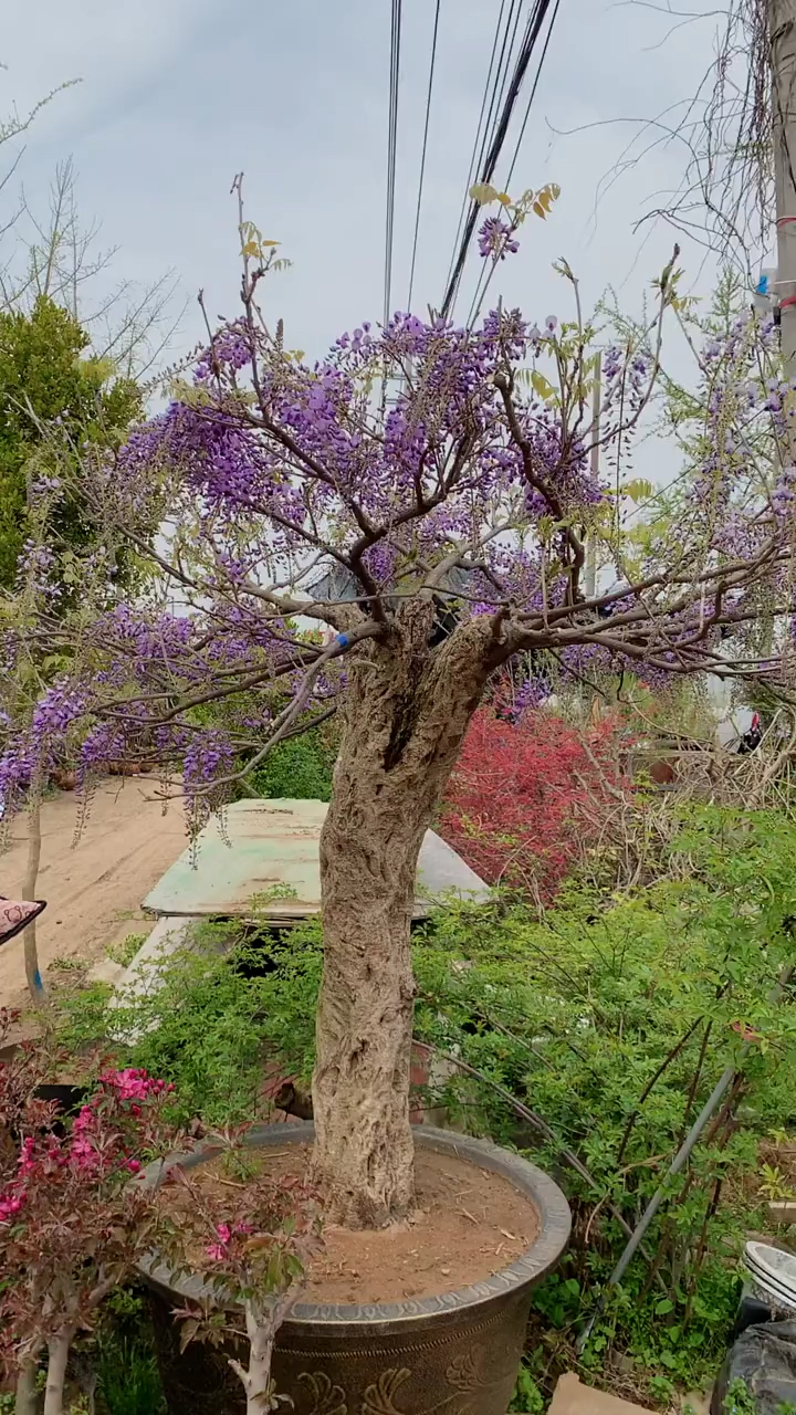 紫藤花寓意紫气东来,开花浓香型,耐寒耐旱南北方都可以栽植