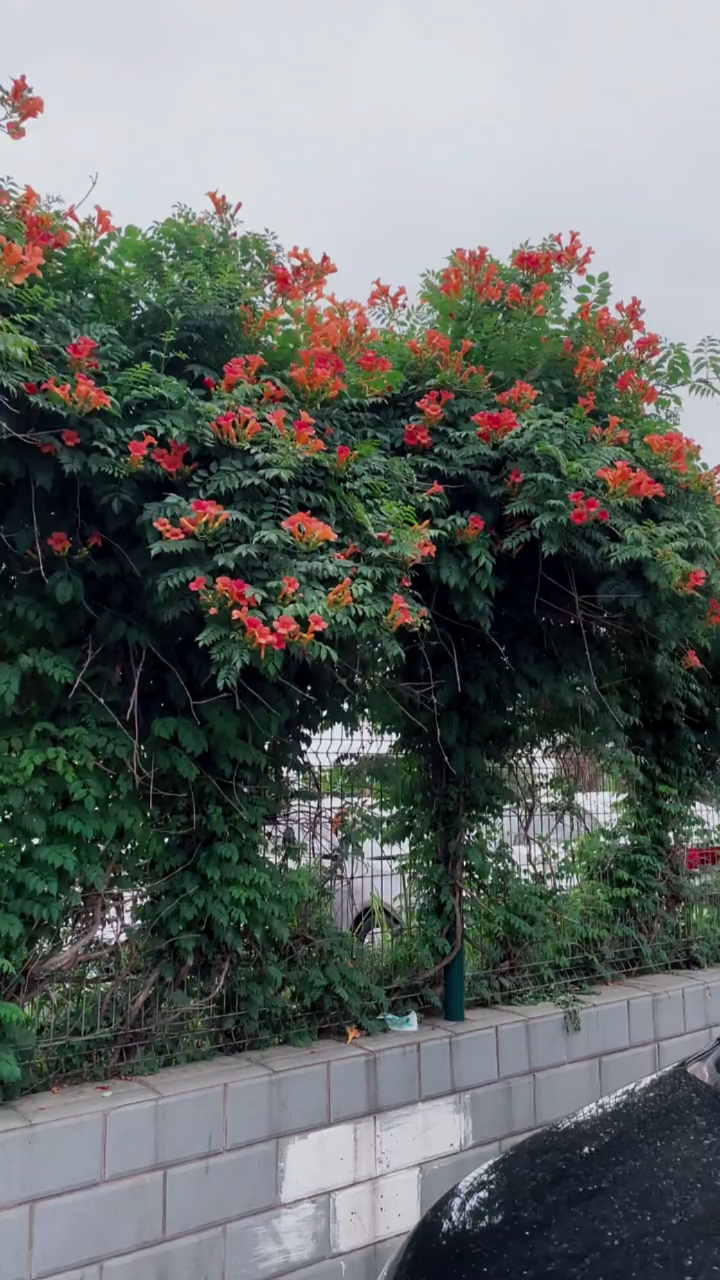 爬藤凌霄花,耐寒耐旱,花开整个夏天,南北方都可以栽植