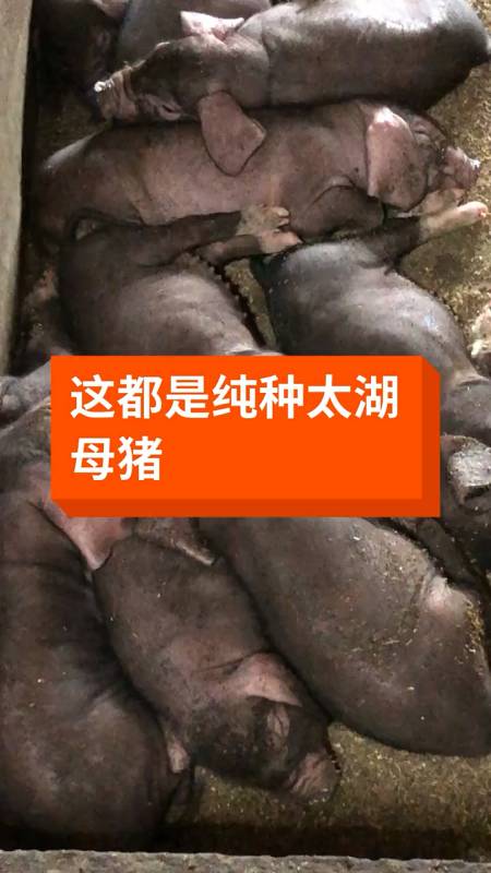 江苏原种太湖母猪基地图片