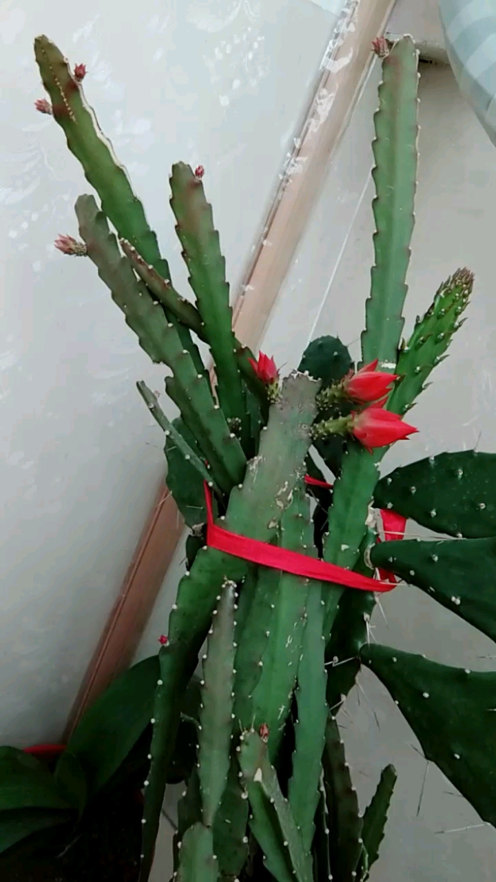 我的小花园#仙人掌架接令箭荷花