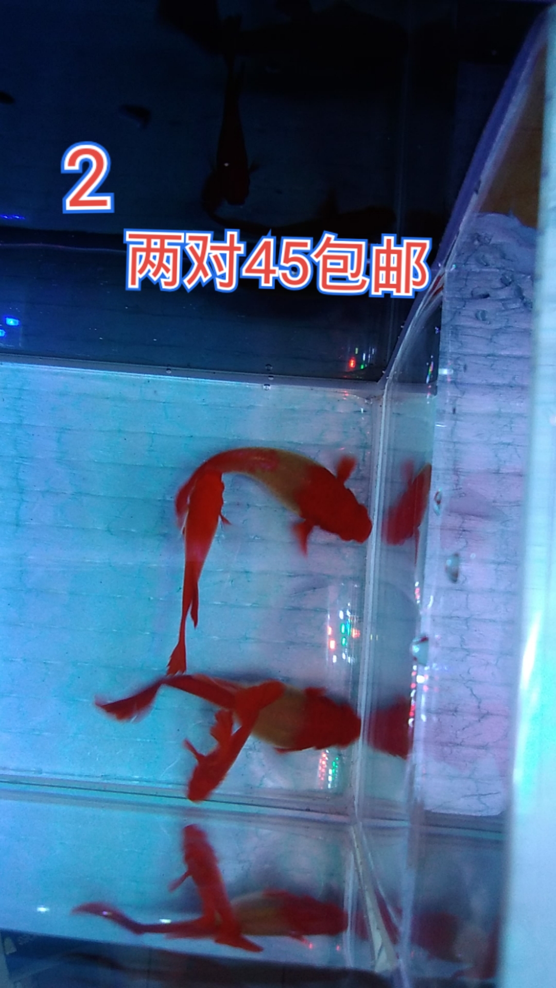 孔雀鱼#鸿运双分水基因鱼,喜欢的给个双击加关注呗-度小视