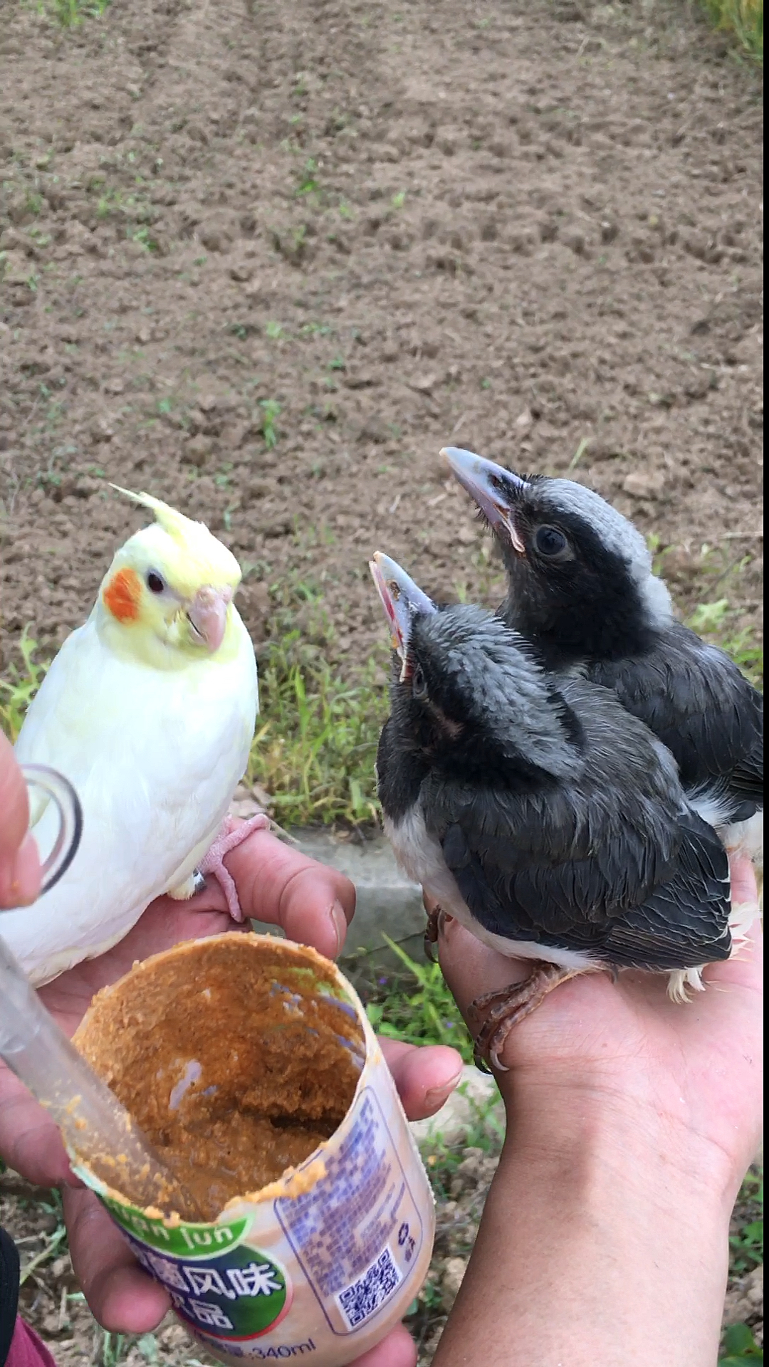 小八哥小时候吃得越杂越好八哥饲料枸杞苹果虾黄鳝蛋黄等等水果