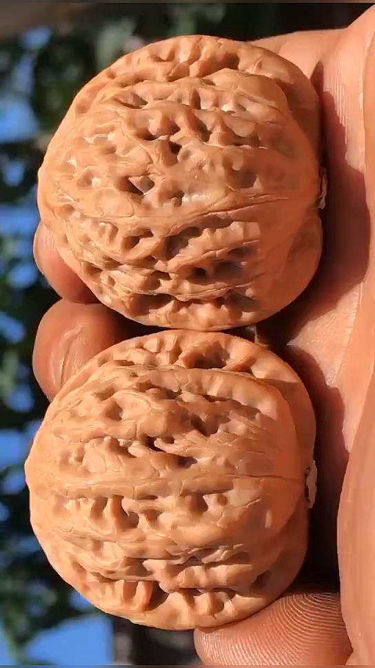 文玩核桃#野生原树的云雾山狮子头-度小视