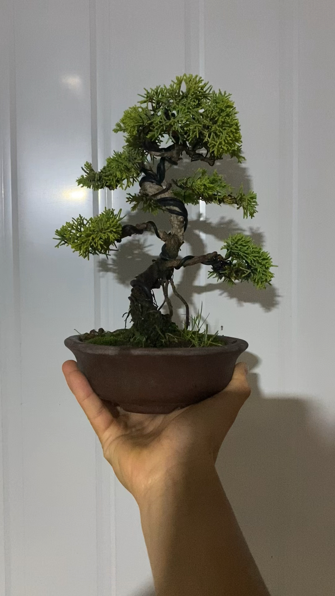 一棵黄金真柏,后期养出来应该不错的选择