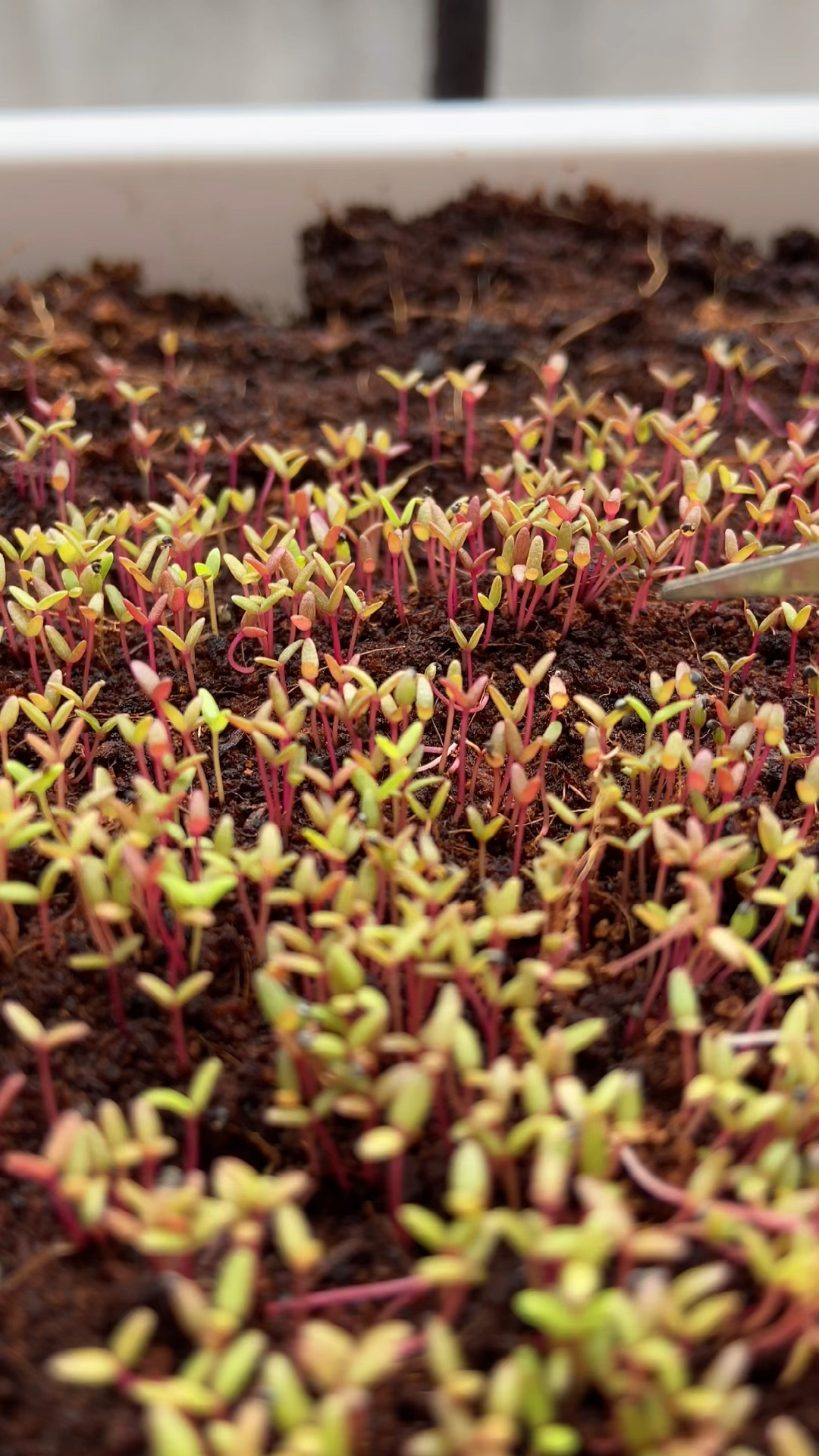 播种出来的太阳花开花有单瓣也有重瓣开花颜色更丰富