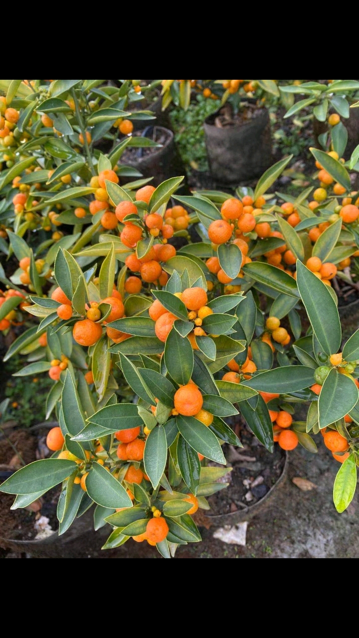 盆景#金豆满树果