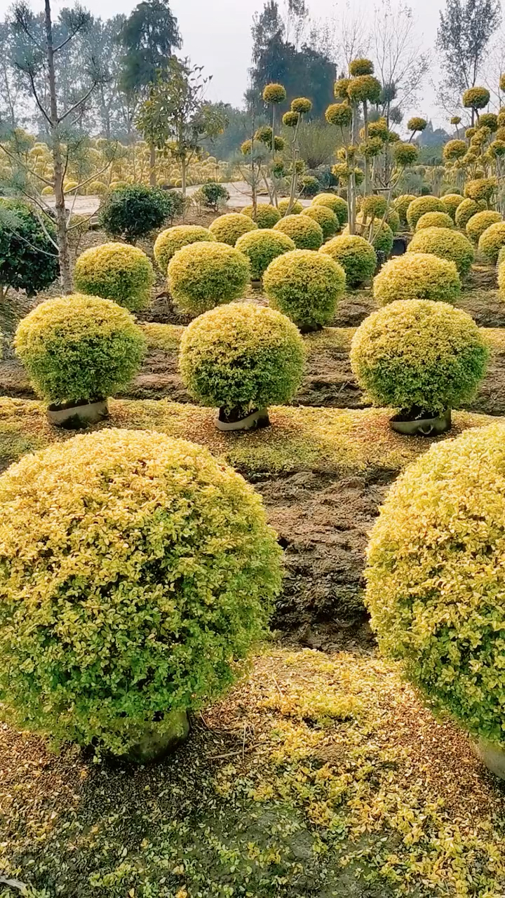 亮晶女贞球#亮晶女贞球,四季不落叶,适合庭院别墅农家小院绿化栽植