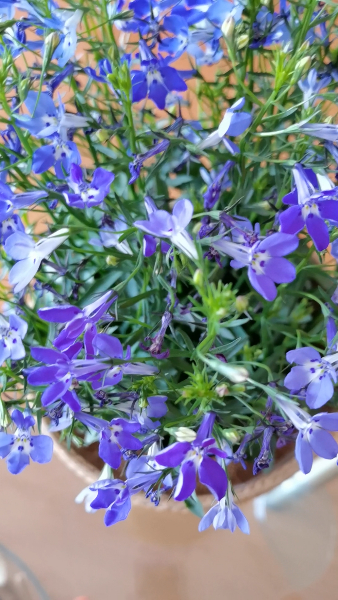 #音为有你#盛开的六倍利