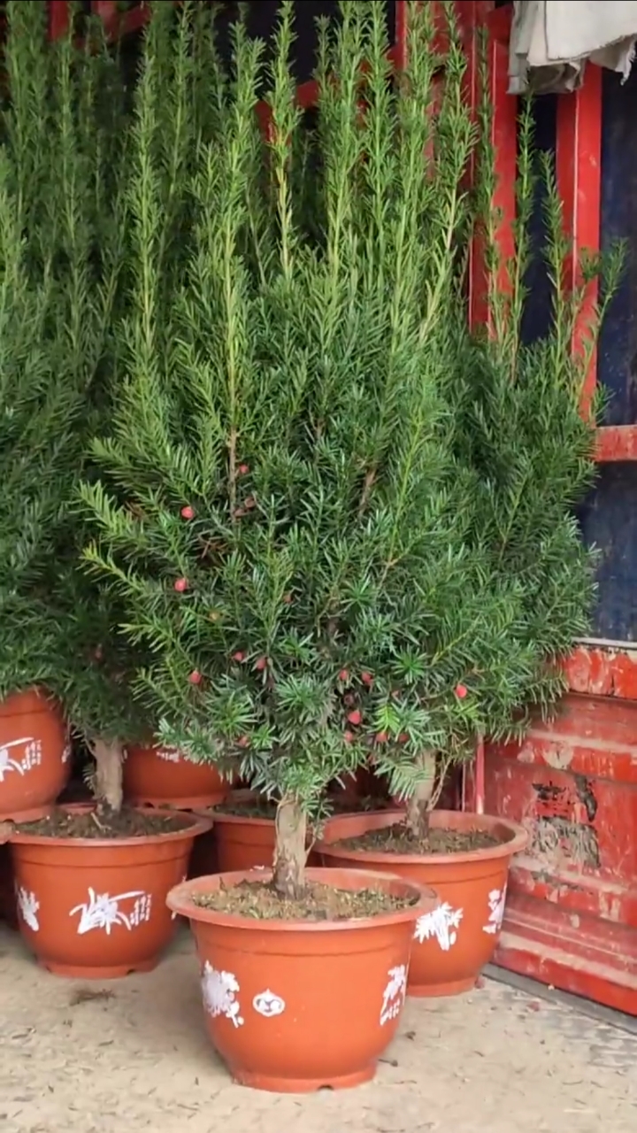 曼地亚红豆杉母树