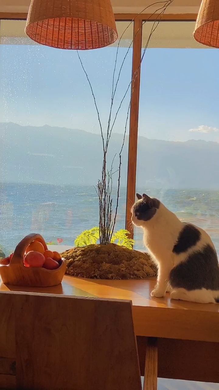 回家路上那些事#同样的猫不一样的生活环境