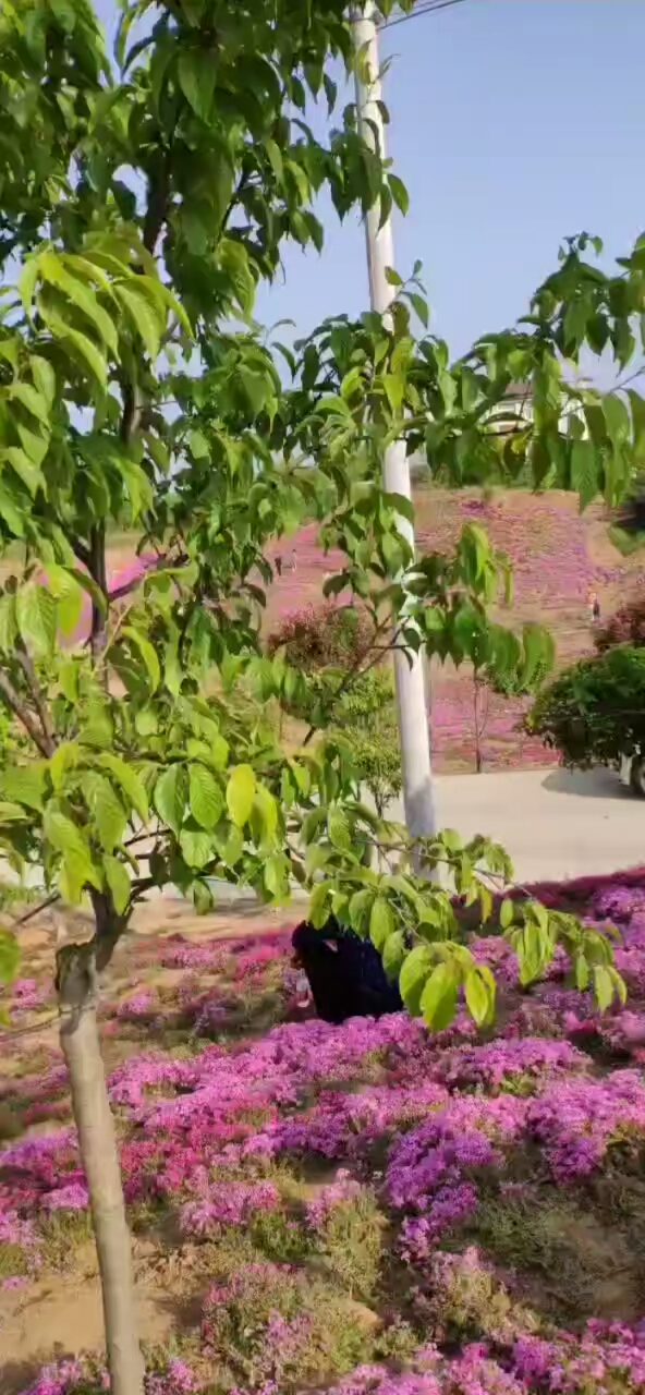 音为有你#花的世界,花的海洋,最美信阳太阳坡度假圣地欢迎您!