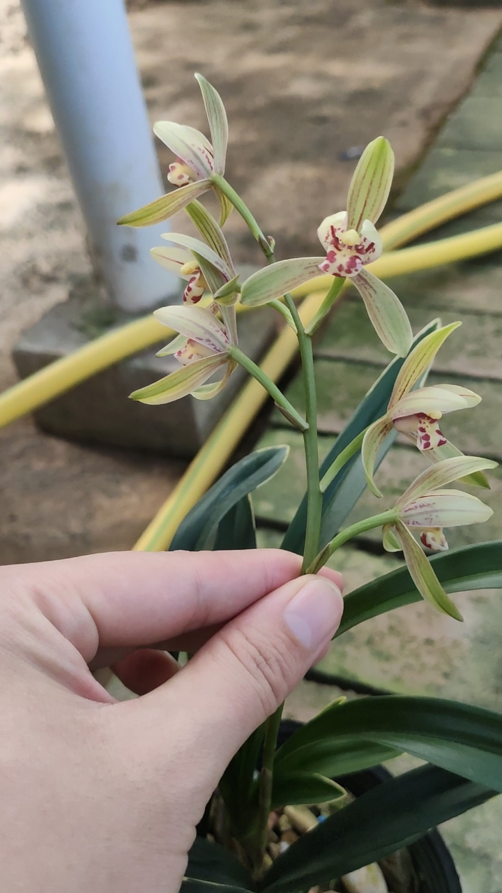 兰花#建兰四季达摩有花苞哦