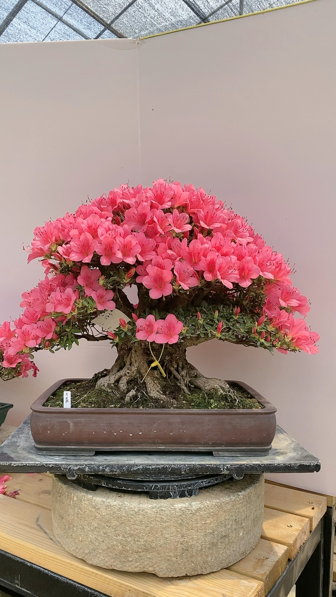 开爆了,皋月杜鹃