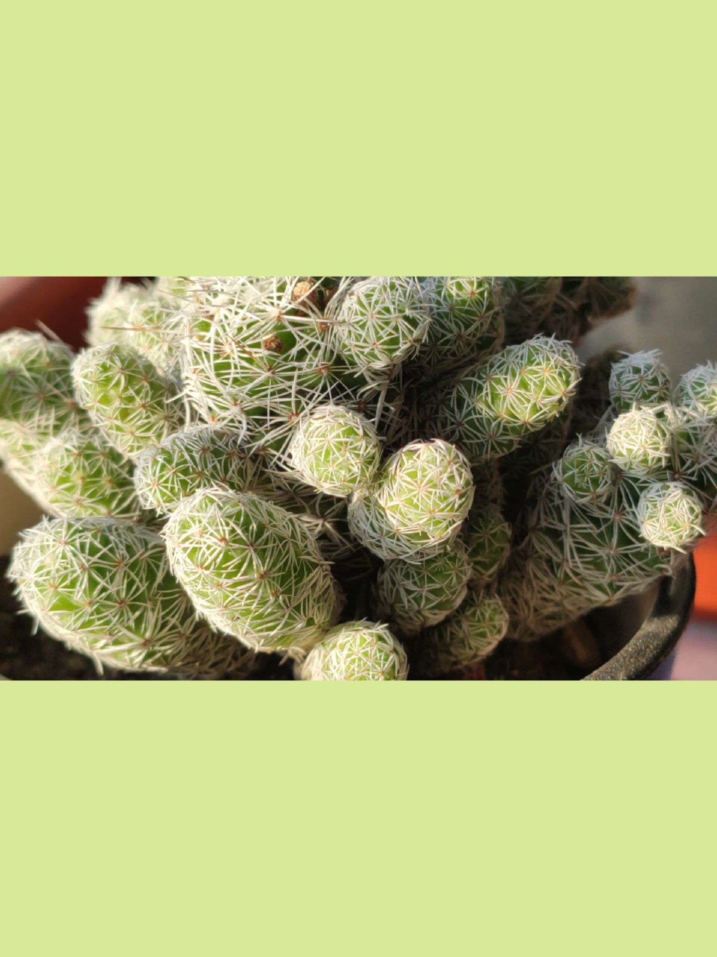 #超级种草官挑战赛#多肉金手指-度小视