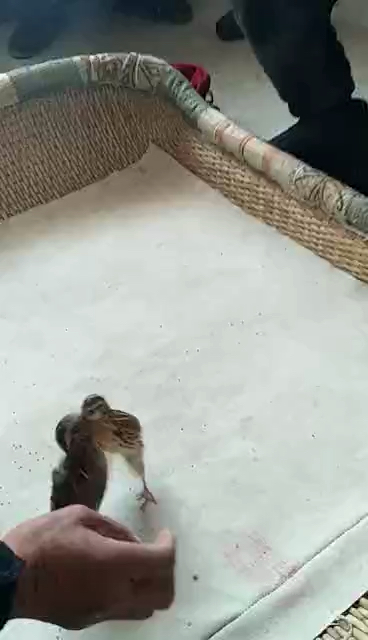 音为有你#非物质文化遗产斗鹌鹑