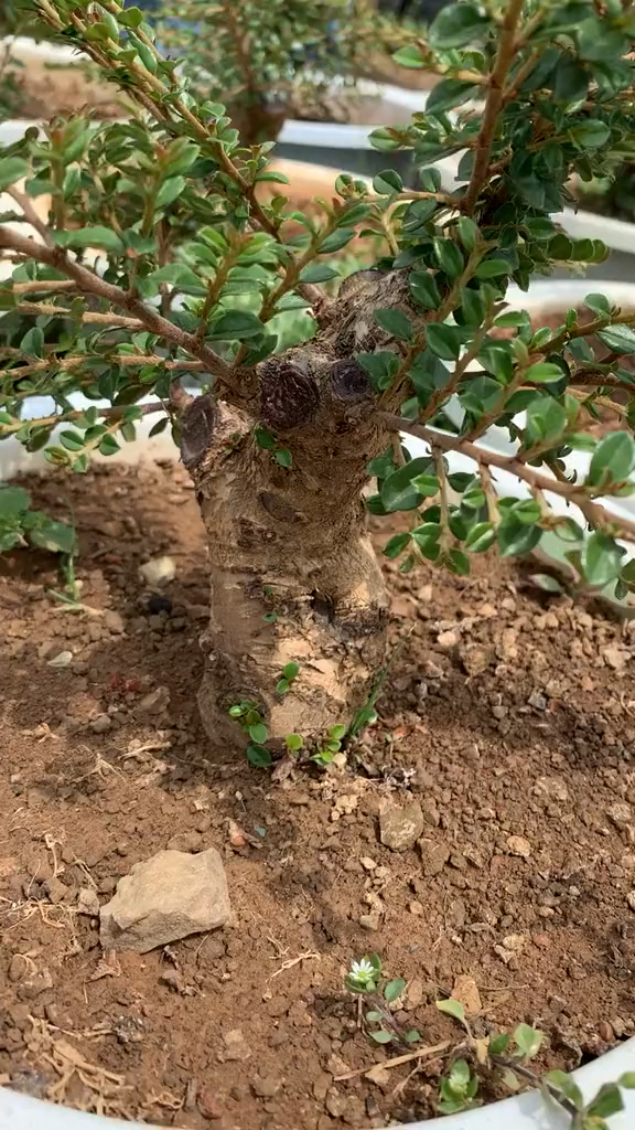 荀子树的种植与管理
