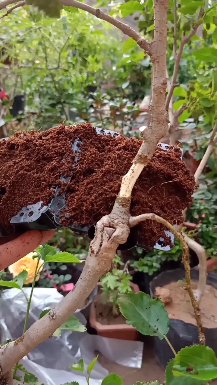 嫁接技术#高压四季果桑技术,成活率高达百分之百