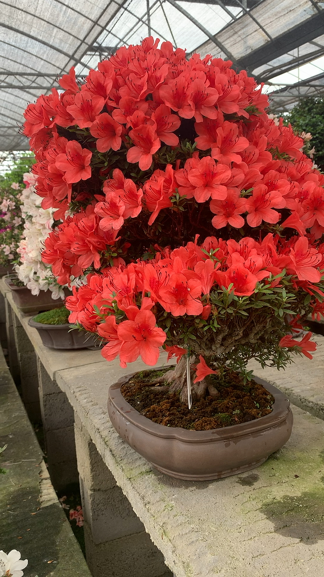 映山红杜鹃盆景#老桩盆景杜娟开满鲜花