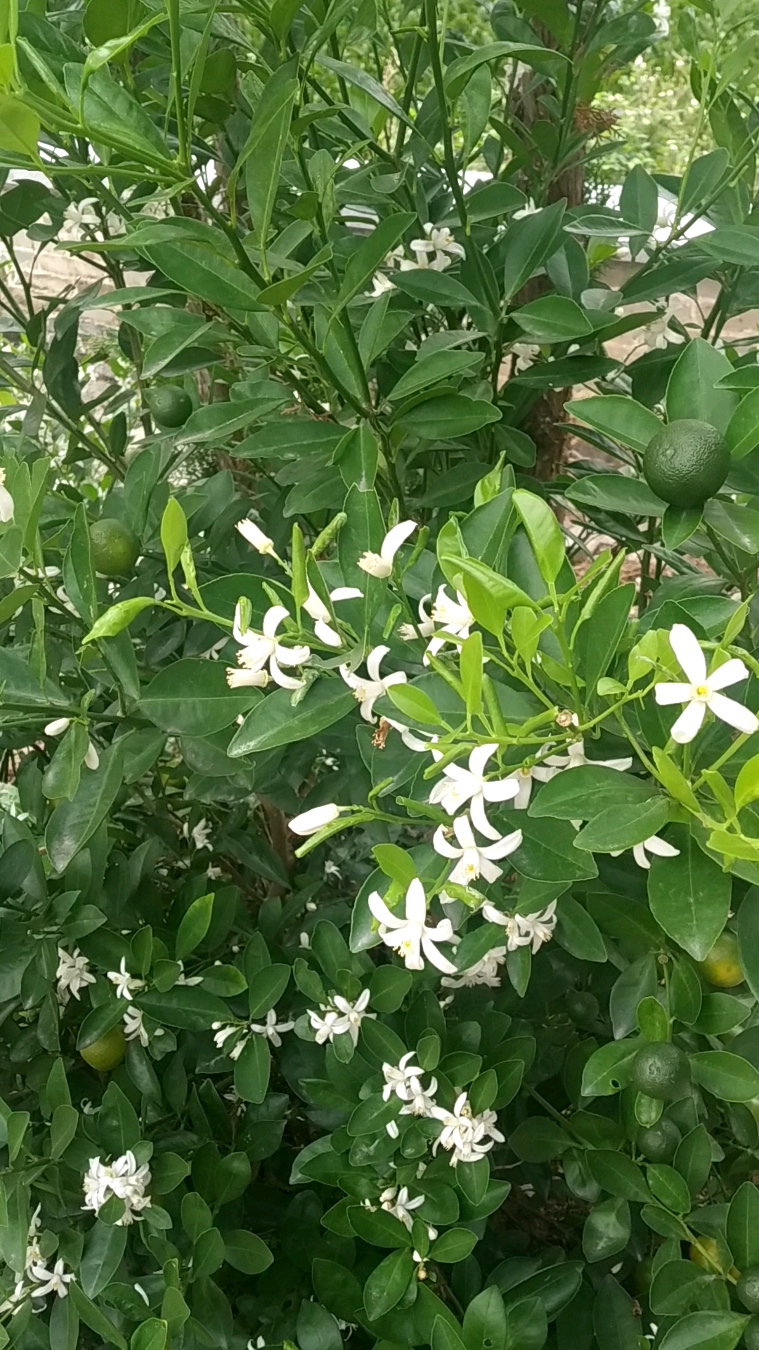 景区柑橘树开花很香