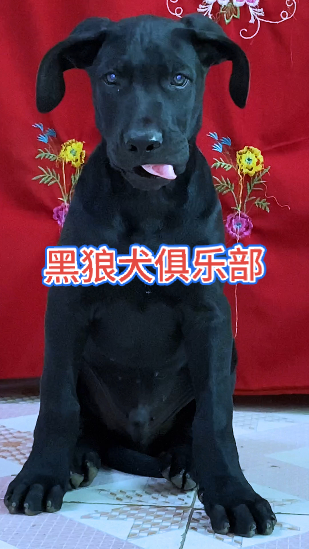 我家萌宠成精了#黑狼犬俱乐部