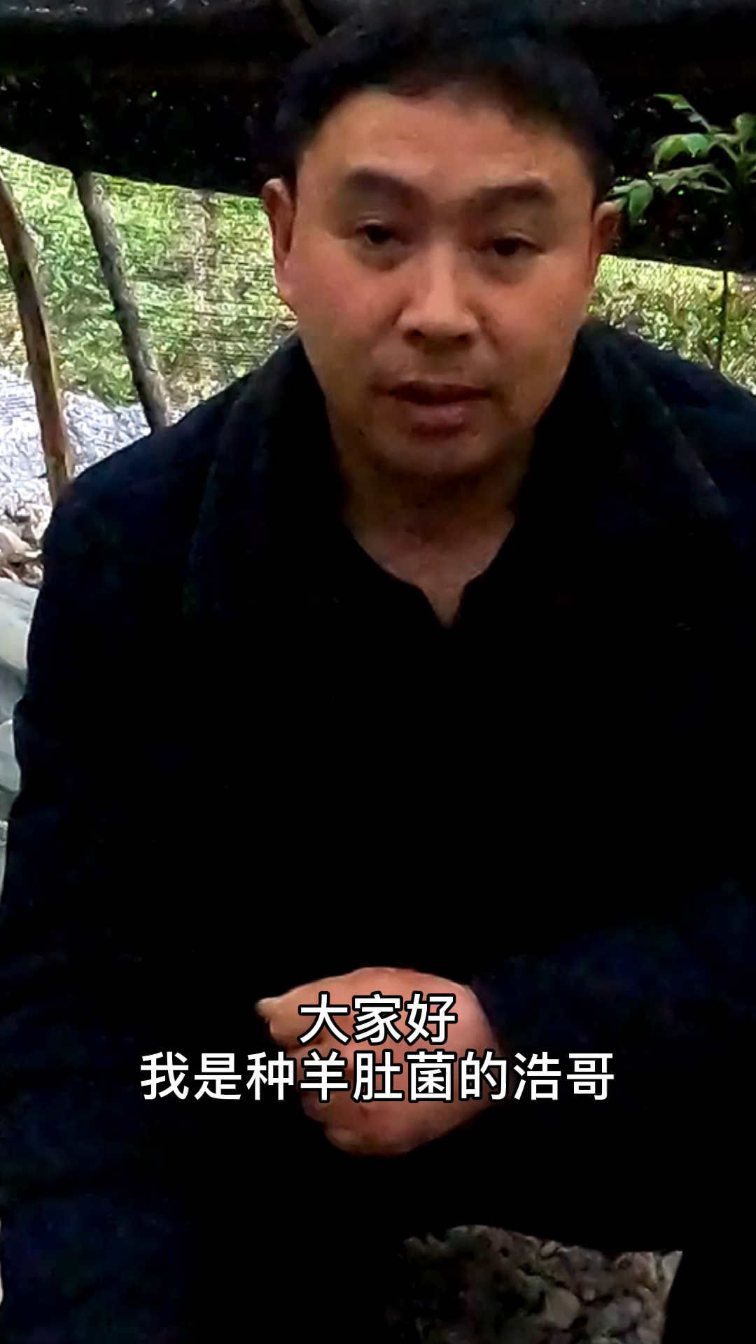 三农羊肚菌反季节种植下种31天已经出原基后期出菇效果持续关注