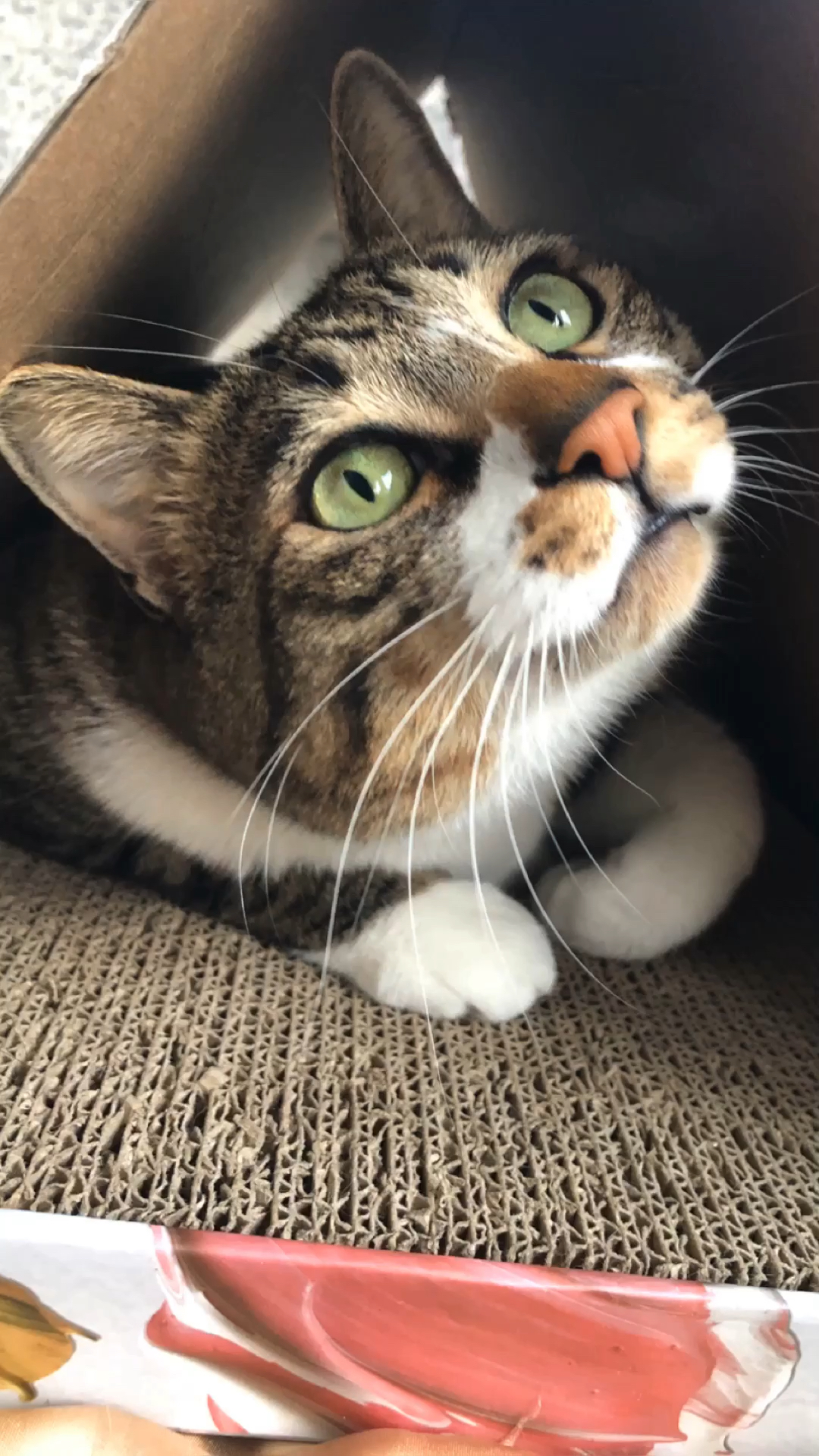 家有萌宠#喵喵的任性与倔强,这猫有时候就像现在的小孩一样难哄