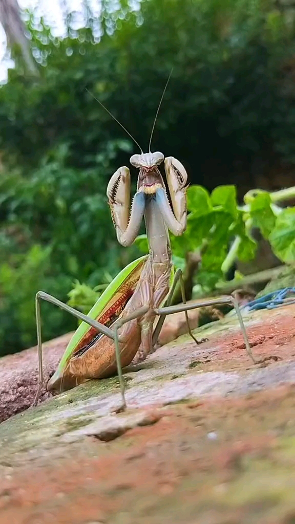 这是螳螂捕蝉黄雀在后吗?