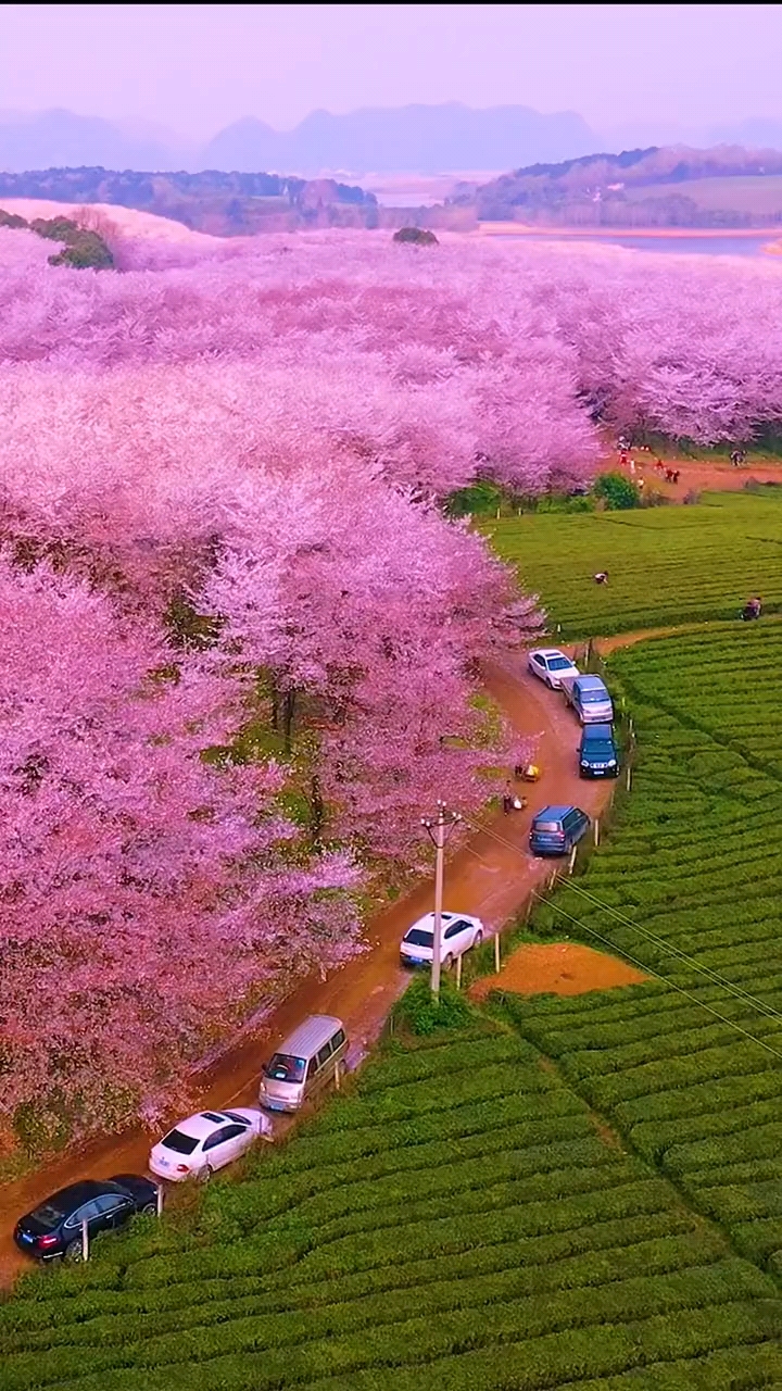 安顺红枫湖平坝万亩樱花园