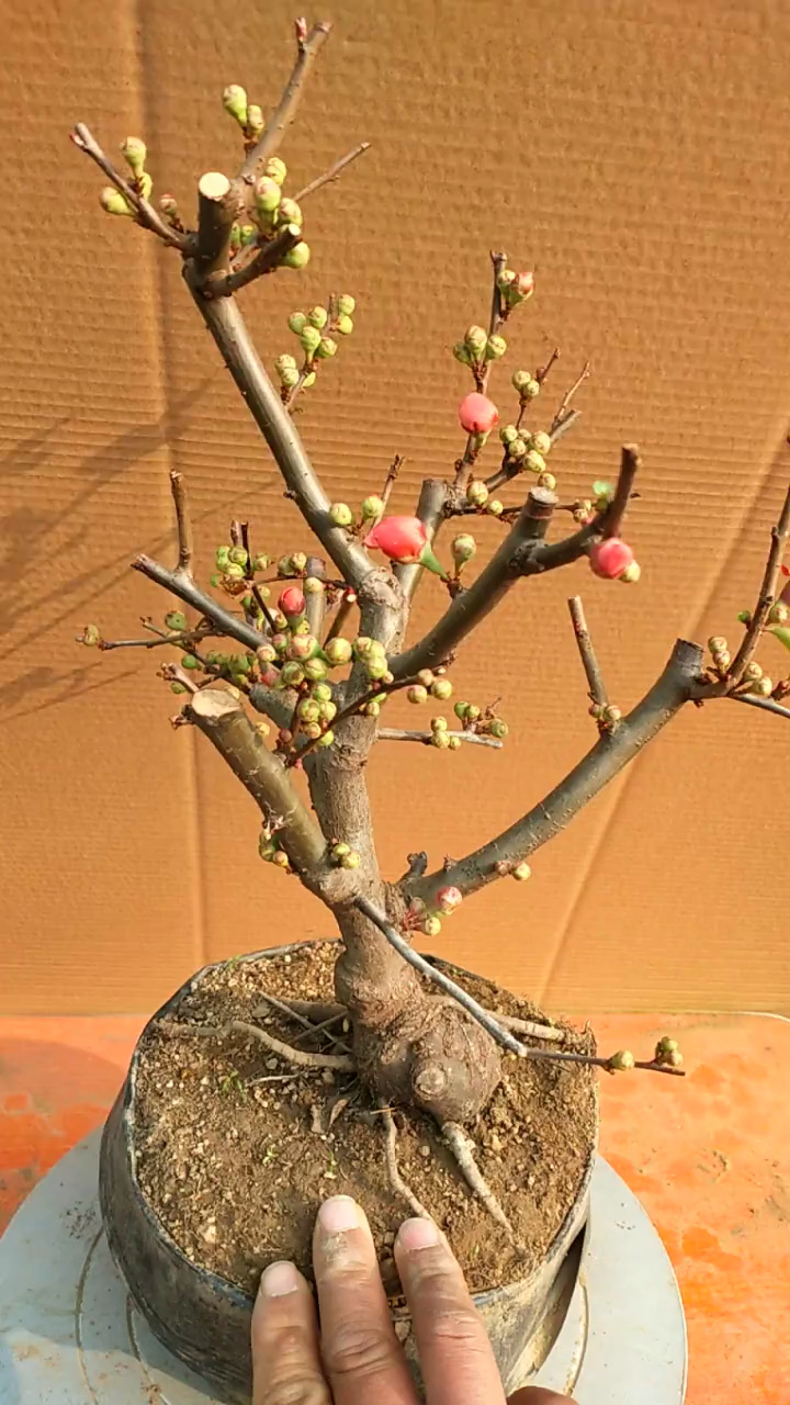 全部带根抓造型长寿乐海棠