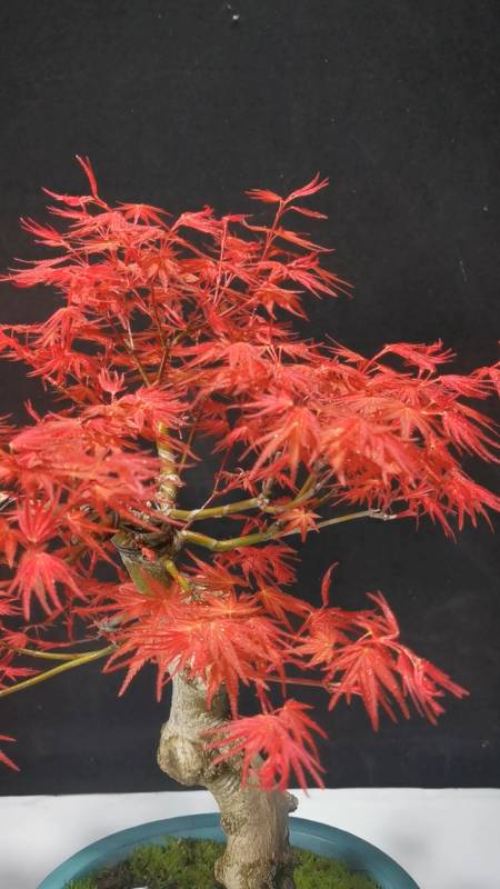 出猩猩枫树盆景喜欢的盆友欣赏
