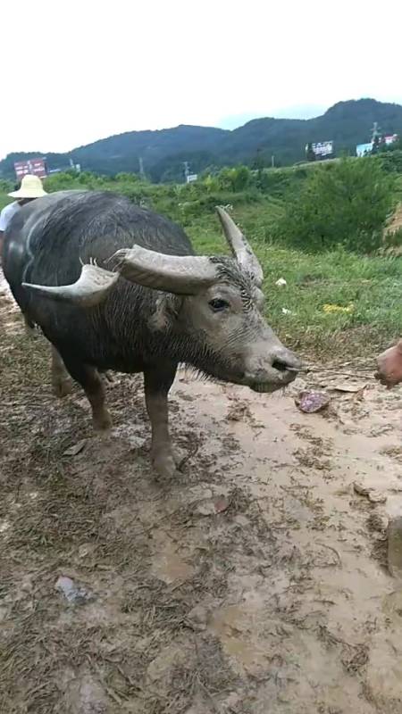 牛角断了里面是钢筋混凝土.-度小视