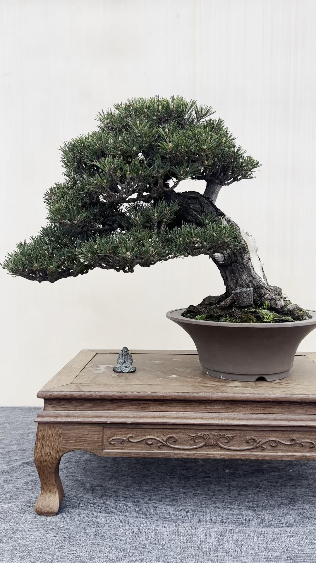 千奇百怪盆景桩#极品百年寿松,展品级别