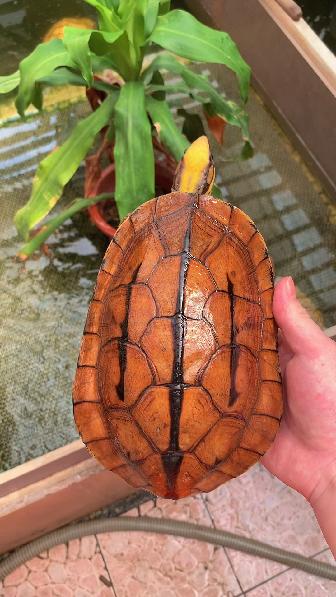 二斤成熟海南大黄头金钱龟强公!留种公!今天给大家分享一下!