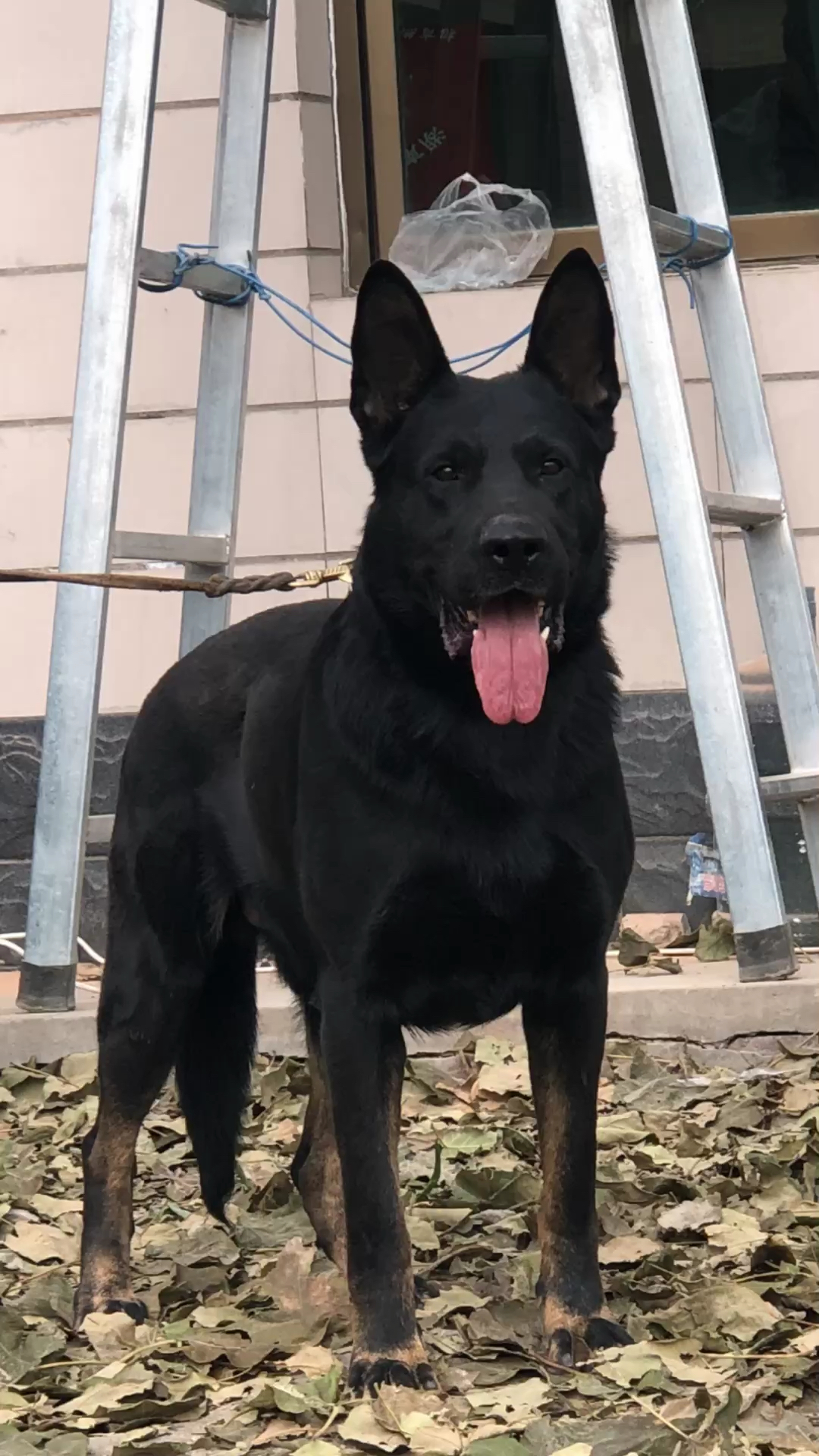 东德牧羊犬种公东德牧羊犬工作犬