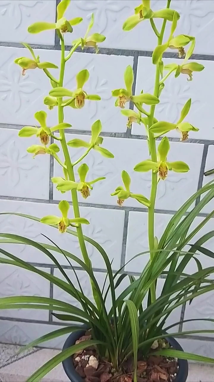 兰花#大一品开品图