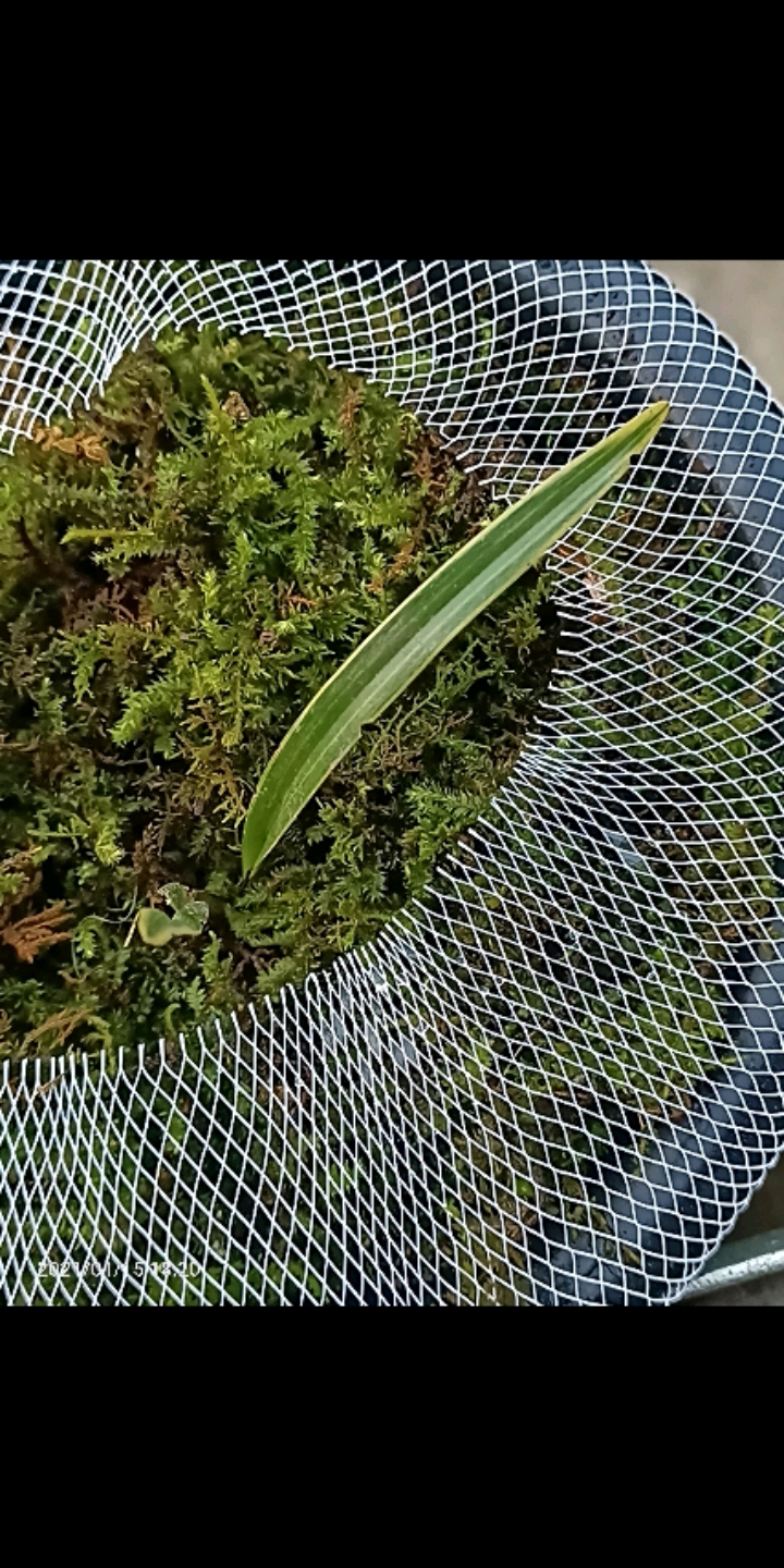 寻兰梦#本地下山建兰龙根草,覆轮边艺.存档.