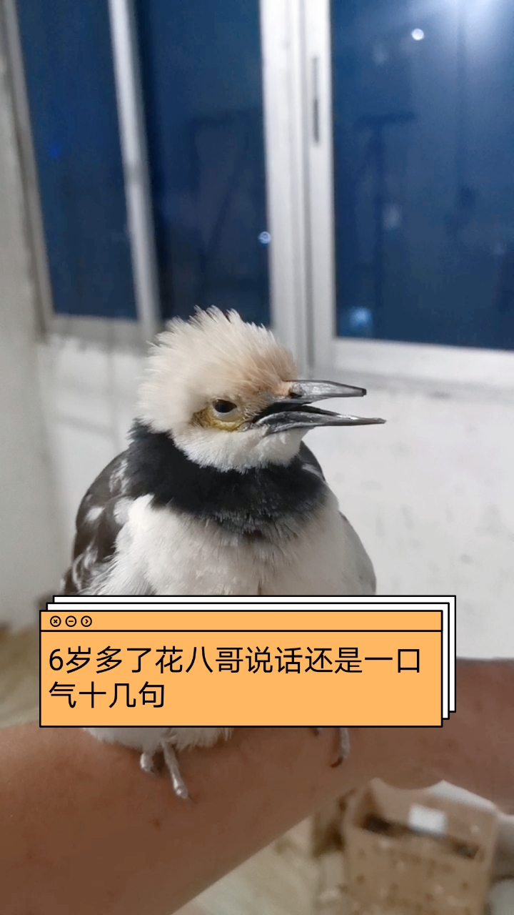 家有萌宠#6岁多了花八哥说话还是一口气十几句